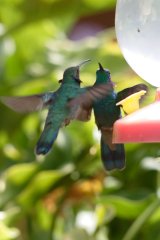 09-Hummingbirds